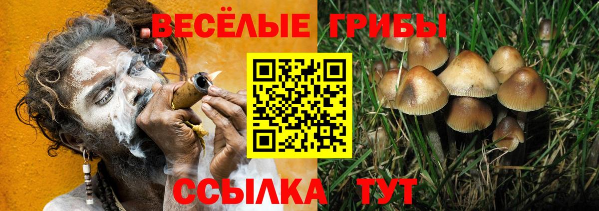 Галлюциногенные грибы Psilocybe Владимир